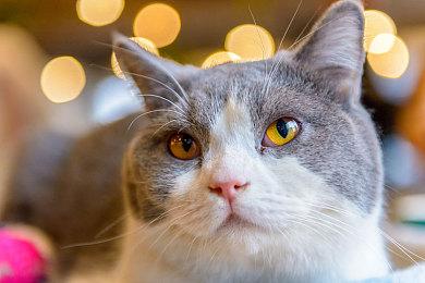 养成游戏《明星志愿》系列现已上线  支持简繁体中文